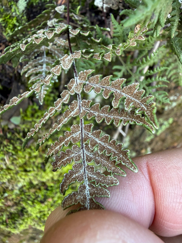 San Diego Silverback Fern (Pentagramma glanduloviscida)