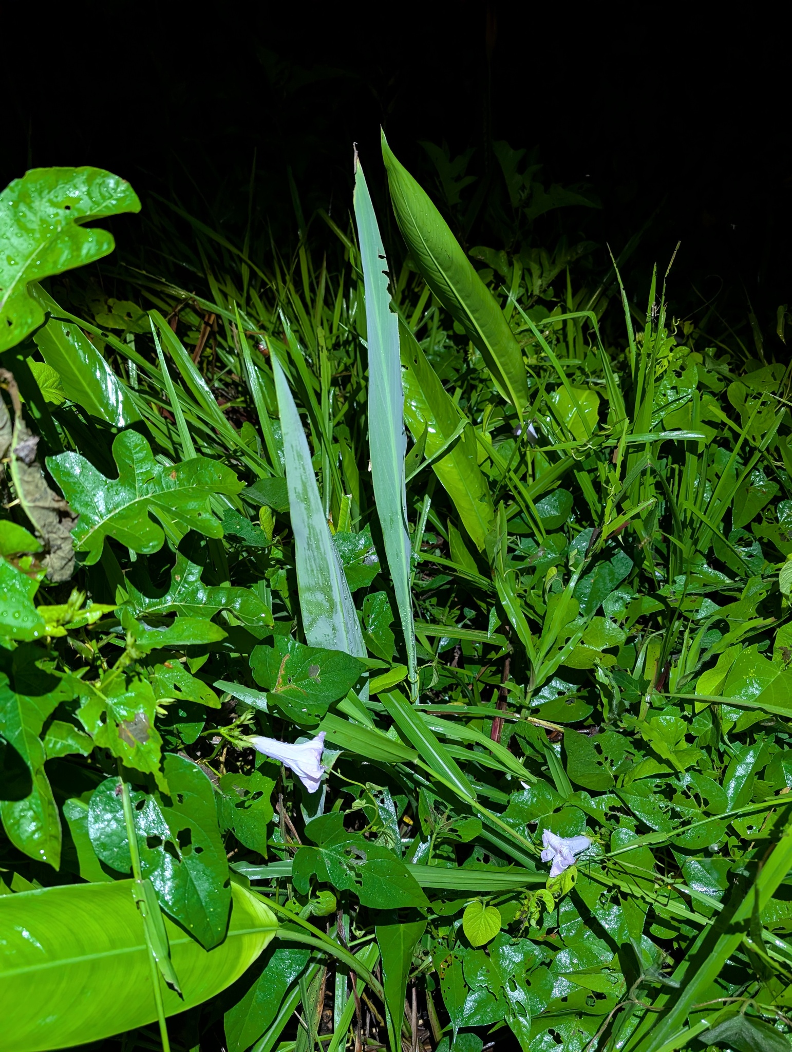 Water canna