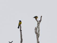 Cyanicterus cyanicterus