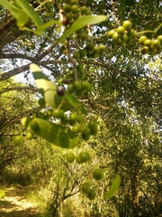 Smilax campestris