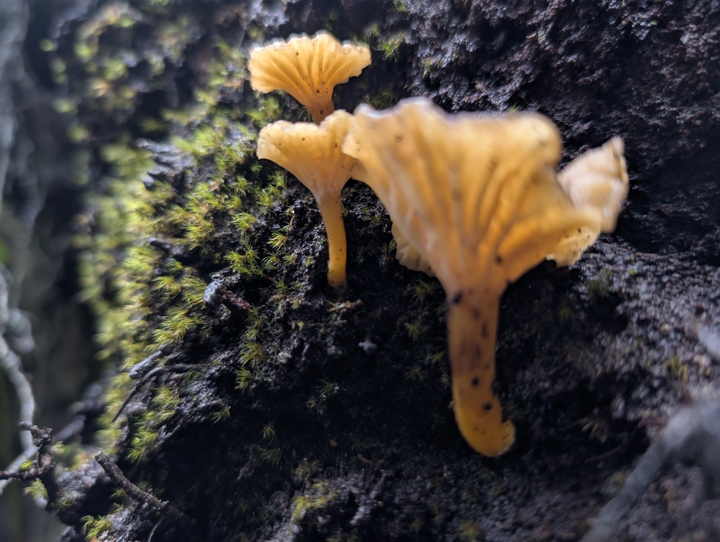 Craterellus tubaeformis · January 2026 · photo: © moemeikle (iNaturalist, cc-by)