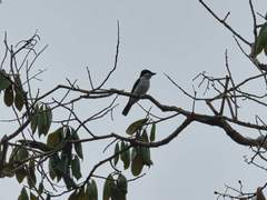 Pachyramphus surinamus