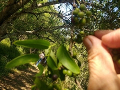 Smilax campestris