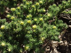 Adenocarpus
