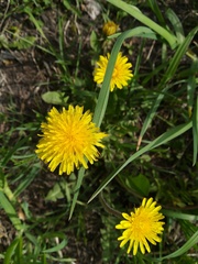 Taraxacum officinale