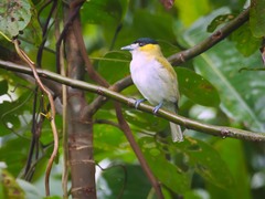 Pachyramphus viridis
