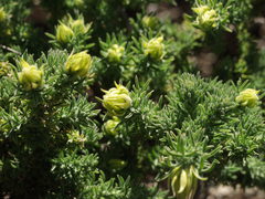 Adenocarpus