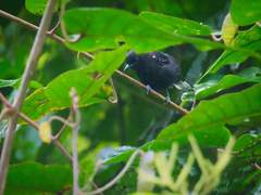 Microrhopias quixensis