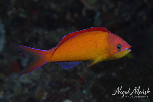 Nemanthias dispar