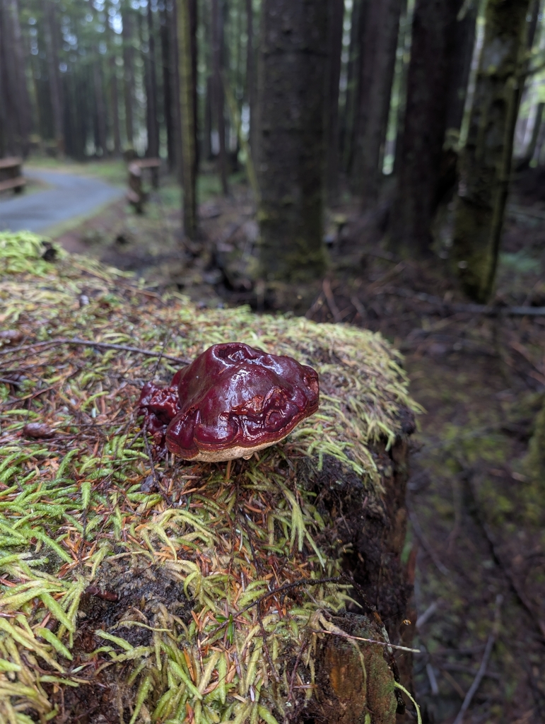 Ganoderma oregonense · January 2026 · photo: © moemeikle (iNaturalist, cc-by)