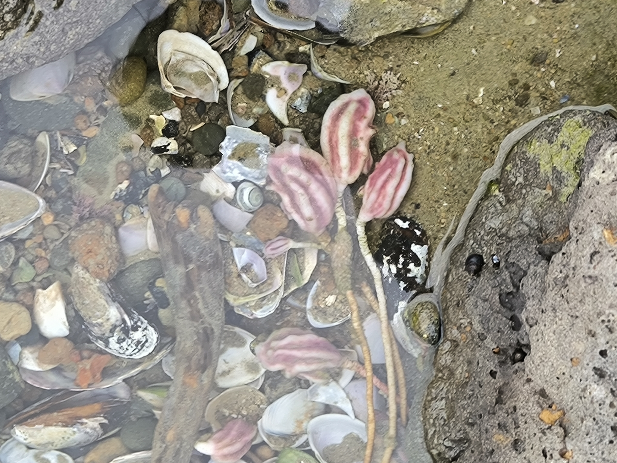 Pyura pachydermatina (Herdman, 1881)