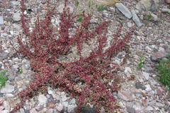 Amaranthus tucsonensis