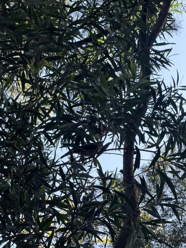 Red-whiskered Bulbul (Pycnonotus jocosus), photo 5