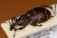 Hylobius transversovittatus