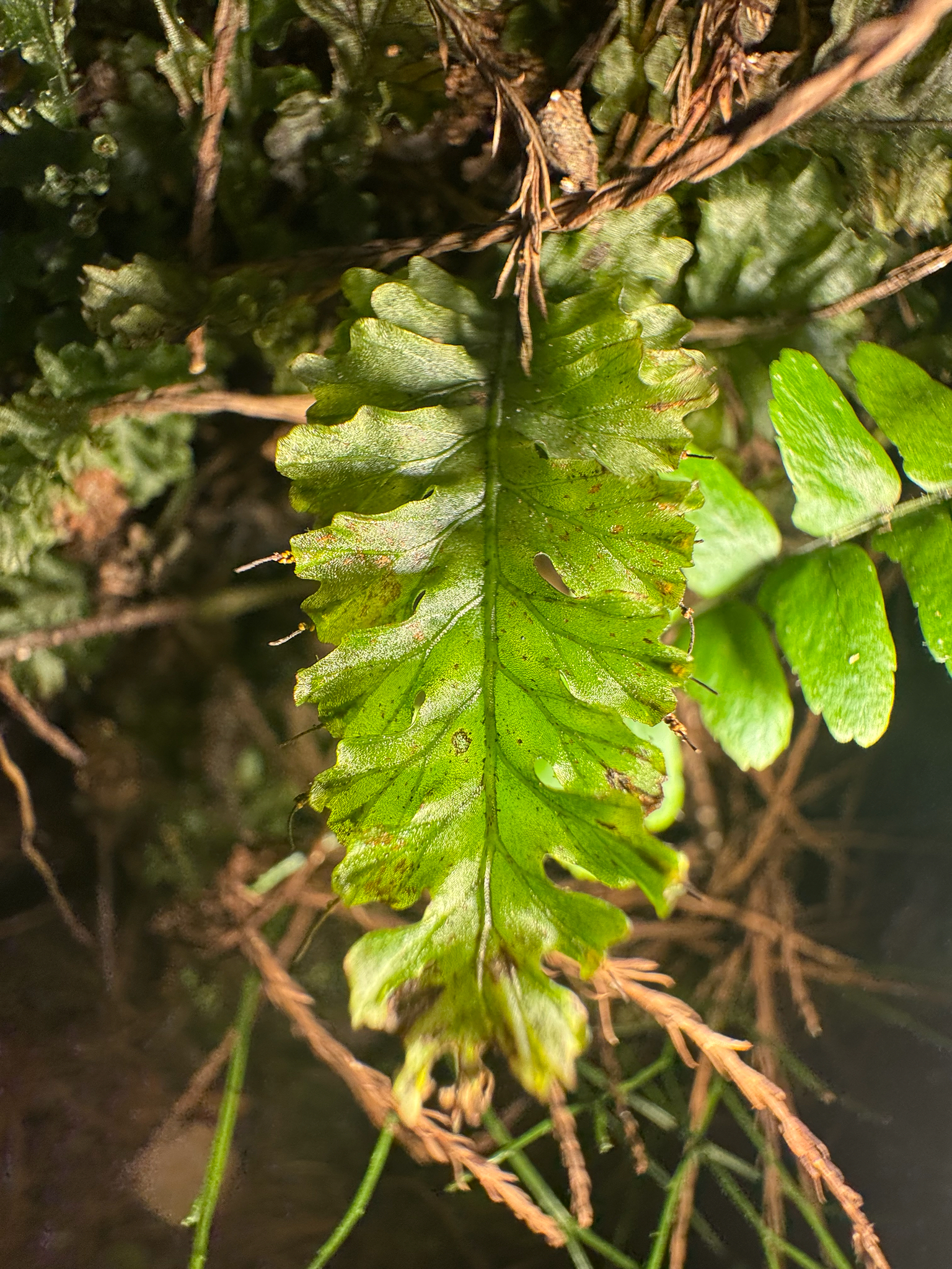 Trichomanes holopterum