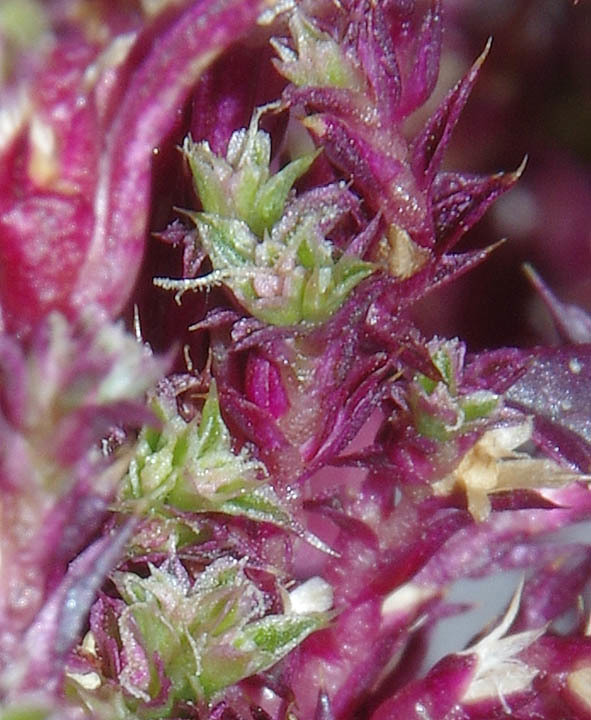 Amaranthus X tucsonensis