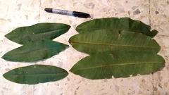 Magnolia iltisiana
