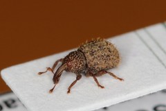 Adexius scrobipennis