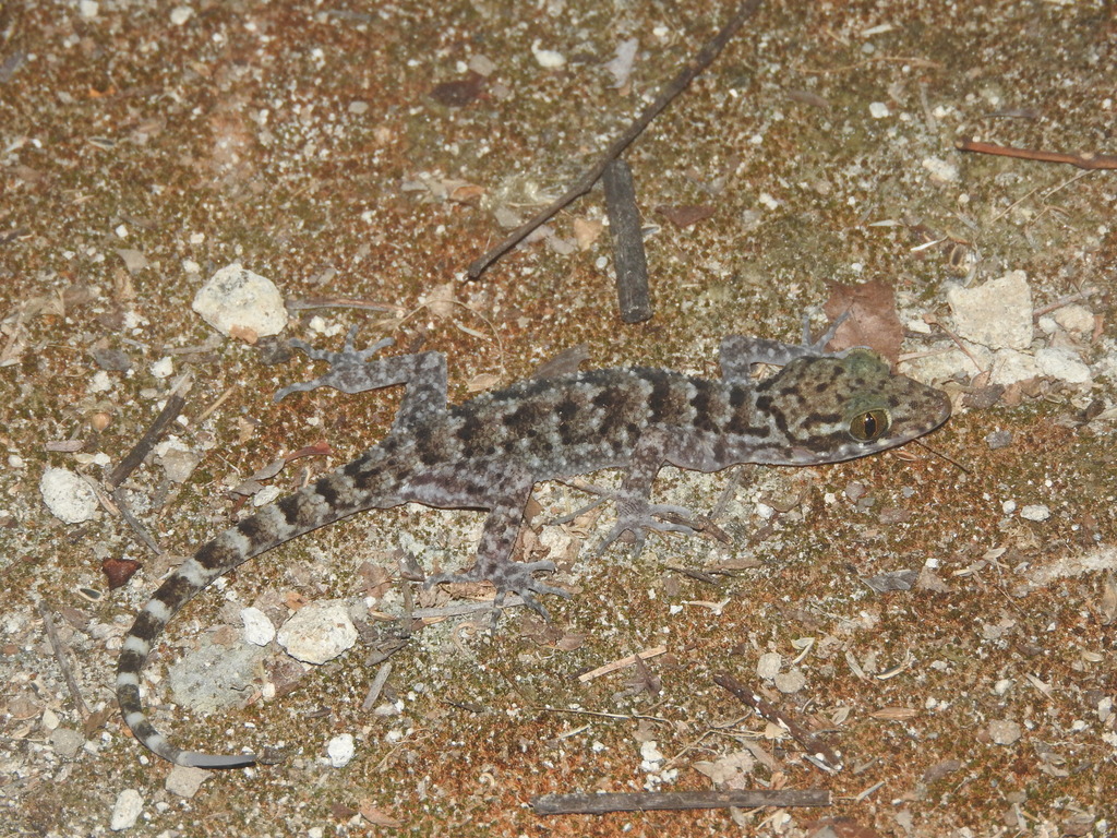 Darmandville Bow-fingered Gecko