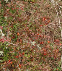 Pyracantha fortuneana