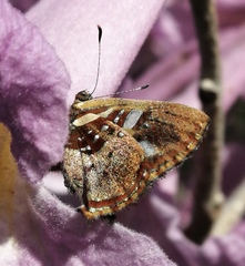 Anteros carausius carausius