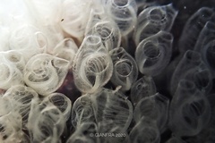 Pycnoclavella communis