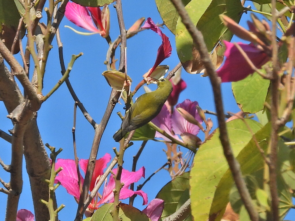 Fork-tailed Sunbird (Aethopyga christinae), photo 3