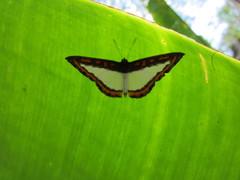 Nymphidium caricae