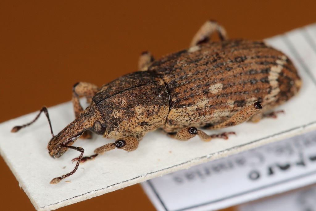 Alloplinthus