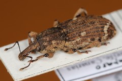 Alloplinthus musicus