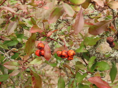 Pyracantha fortuneana