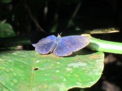 Metacharis regalis