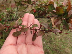 Pyracantha fortuneana