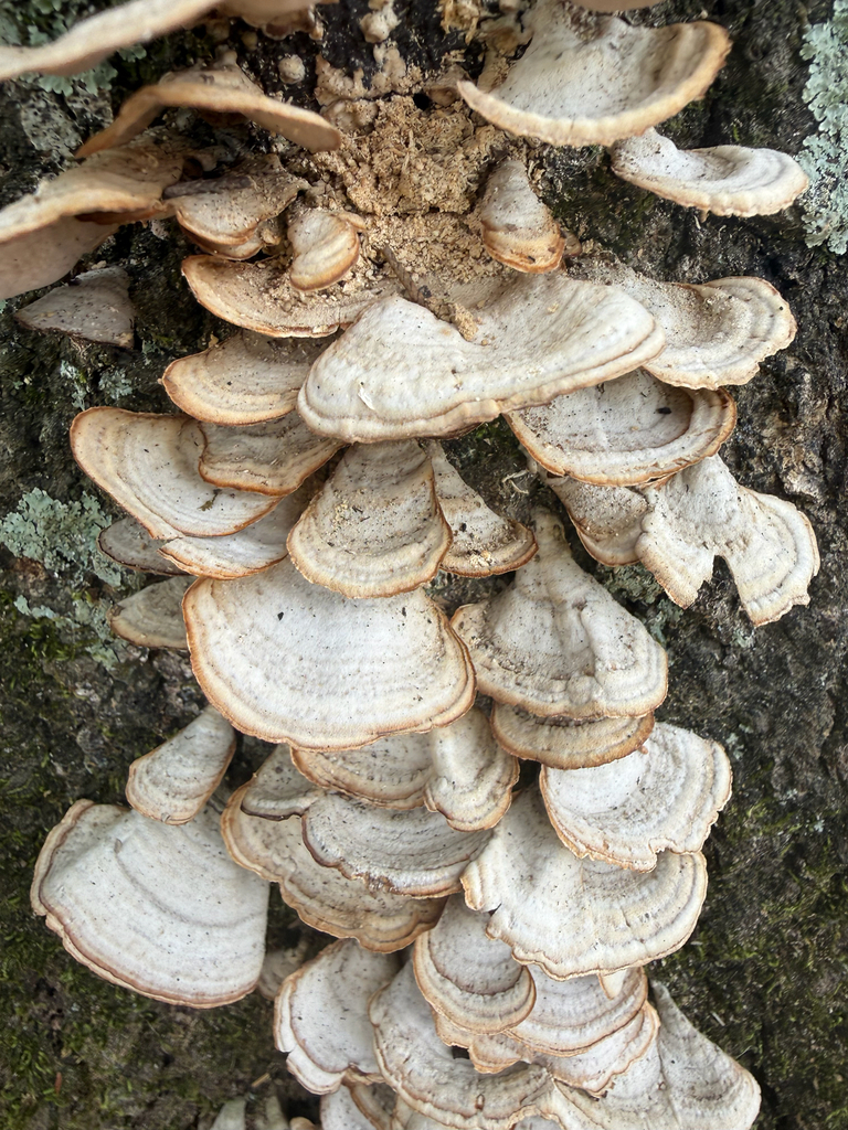 Stereum lobatum · January 2026 · photo: © needgrace247 (iNaturalist, cc-by)