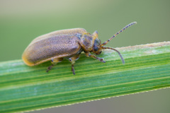 Galerucella nymphaeae