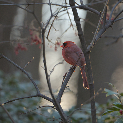 Northern Cardinal