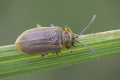 Galerucella nymphaeae