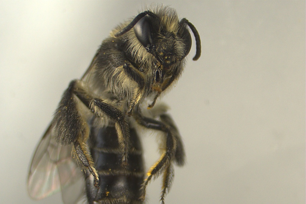 Leioproctus purpureus