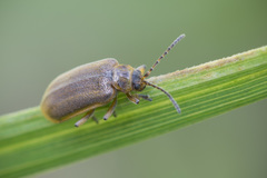 Galerucella nymphaeae