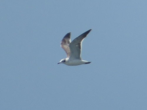 Mouette de Franklin, jeune