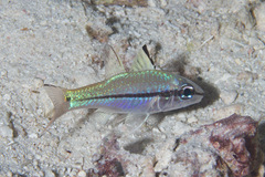 Narrowstripe Cardinalfish photo 2