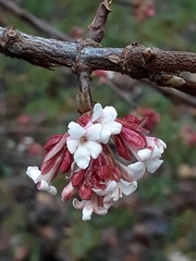 Viburnum farreri