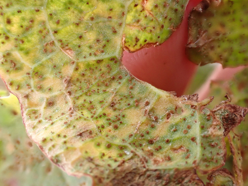 Uromyces rumicis