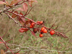 Pyracantha fortuneana