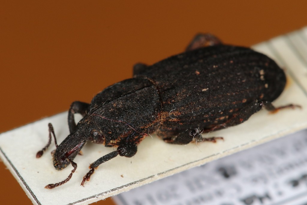 Alloplinthus velutinus