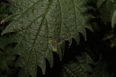 Agromyza pseudoreptans