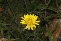 Reichardia picroides