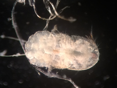 Multicrustacea