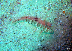 Istigobius decoratus