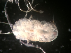 Multicrustacea